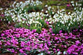 SNOWDROPS AND CYCLAMEN AT COLESBOURNE PARK, GLOUCESTERSHIRE