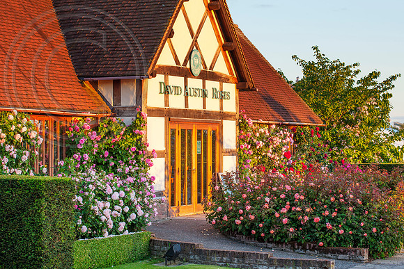 71805 DAVID AUSTIN ROSE CENTRE