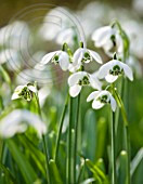 SNOWDROPS AT COLESBOURNE PARK, GLOUCESTERSHIRE: GALANTHUS 'TITANIA'