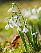 SNOWDROPS AT COLESBOURNE PARK, GLOUCESTERSHIRE: GALANTHUS 'GEORGE ELWES'