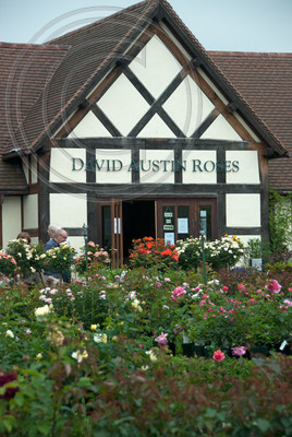 DAVID AUSTIN ROSES SHOP