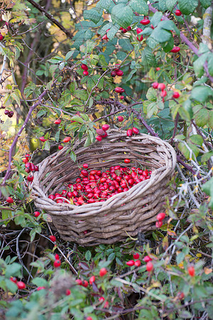 BASKET OF ROSEHIPS