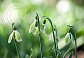69319 G ' GREEN TEAR'