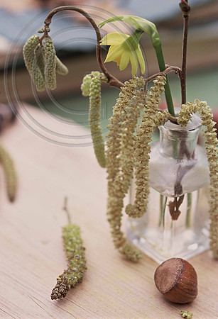 catkins
