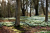 SNOWDROPS AT COLESBOURNE PARK, GLOUCESTERSHIRE
