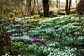 SNOWDROPS AND CYCLAMEN AT COLESBOURNE PARK, GLOUCESTERSHIRE