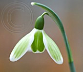 G. 'GREEN TEAR' .
