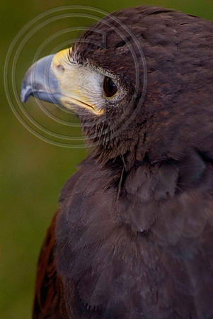 HARRIS HAWK