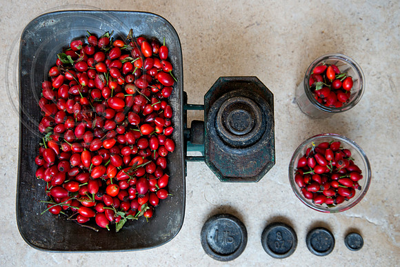 WEIGHING ROSEHIPS