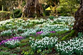 SNOWDROPS AND CYCLAMEN AT COLESBOURNE PARK, GLOUCESTERSHIRE