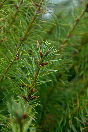 GRAND FIR