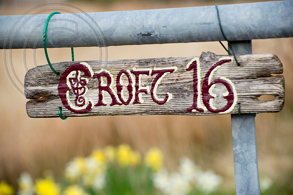 Croft 16 , Home of Antique Daffodils.