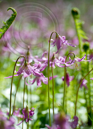 Inverewe Garden, Scotland , Spring