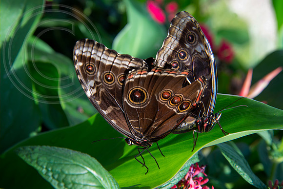 The Butterfly Dome, Hampton Court Flower Show 2016