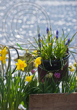BOAT BULB GARDEN