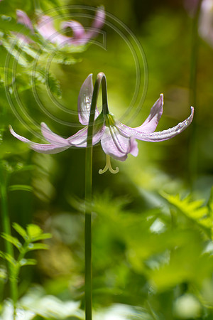 Inverewe Garden, Scotland , Spring