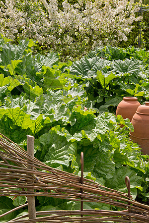 HARLOW CARR RHUBARB