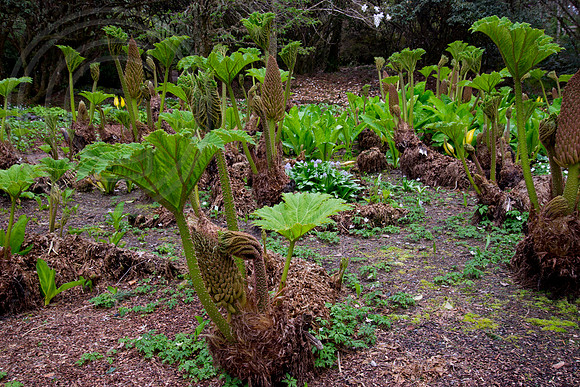 Inverewe Garden, Scotland , Spring
