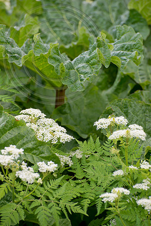Rhubarb with Sweet Cicely