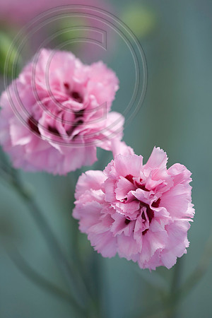 63327 DIANTHUS ROSE MONICA WYATT