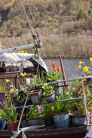 BOAT BULB GARDEN