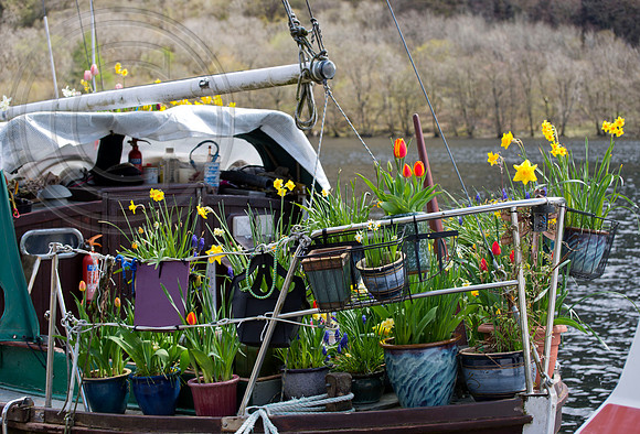 BOAT BULB GARDEN