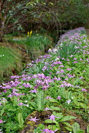 Inverewe Garden, Scotland , Spring