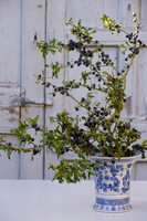 SLOE ARRANGEMENT