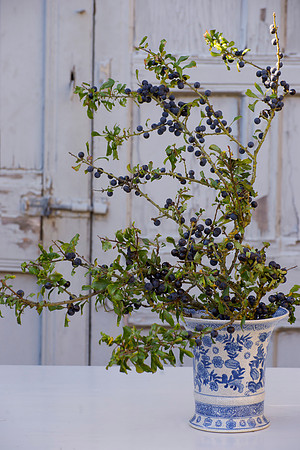 SLOE ARRANGEMENT