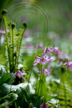 Inverewe Garden, Scotland , Spring
