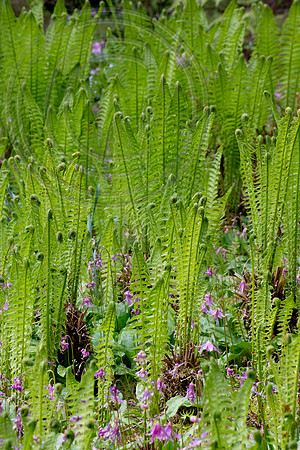 Inverewe Garden, Scotland , Spring