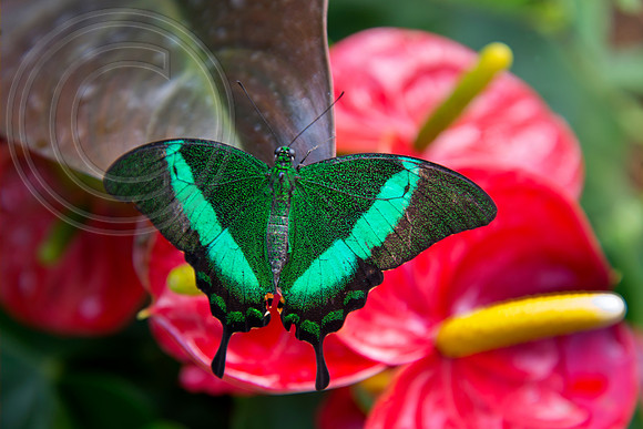 The Butterfly Dome, Hampton Court Flower Show 2016