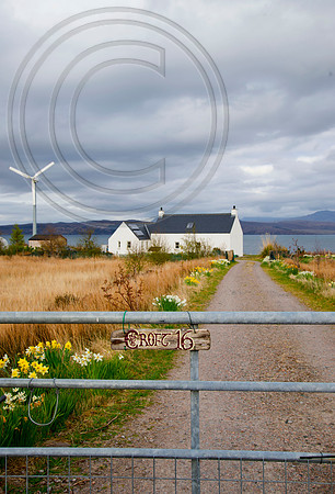 Croft 16 , Home of Antique Daffodils.