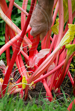 Forced Rhubarb