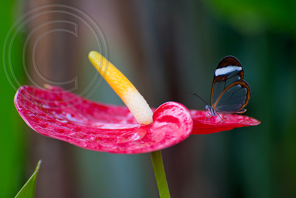 The Butterfly Dome, Hampton Court Flower Show 2016