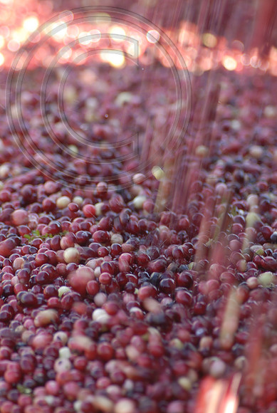 Cranberry collection