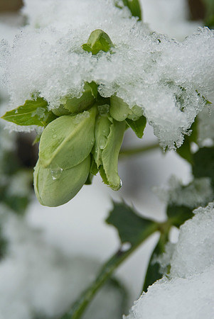 hellebore in the snow. helleborus