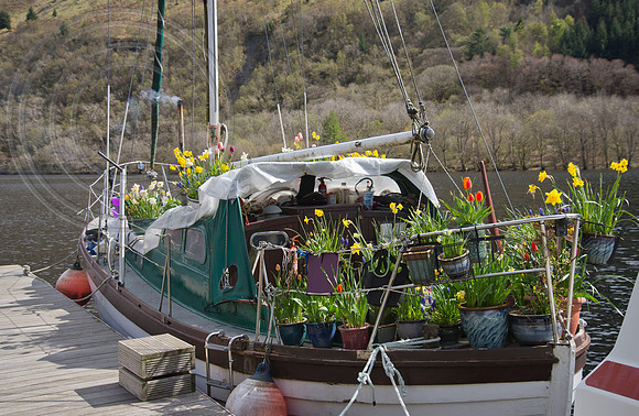 BOAT BULB GARDEN