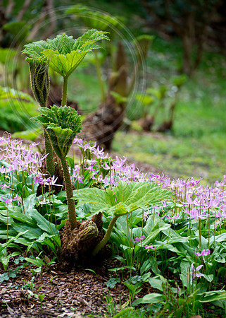 Inverewe Garden, Scotland , Spring