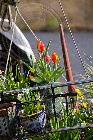 BOAT BULB GARDEN