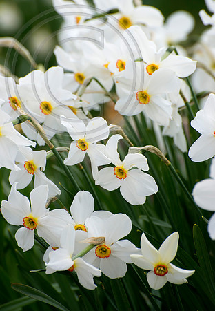 N. Cantabile; Croft 16 , Home of Antique Daffodils.