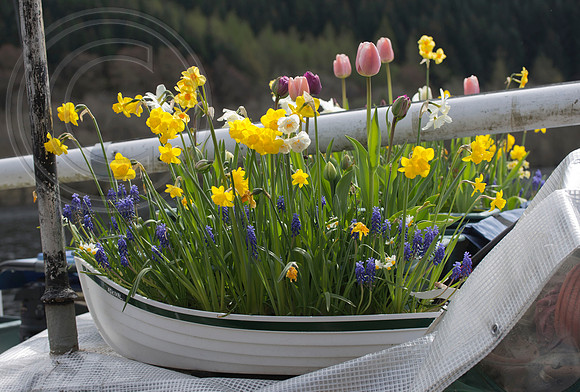 BOAT BULB GARDEN