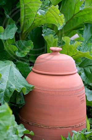 HARLOW CARR RHUBARB