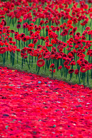 5000 Poppies Project, Chelsea Flower Show 2016