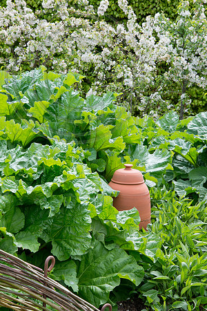 HARLOW CARR RHUBARB