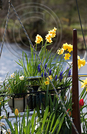BOAT BULB GARDEN