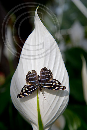 The Butterfly Dome, Hampton Court Flower Show 2016