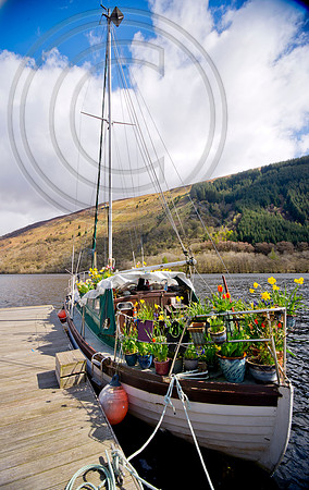 BOAT BULB GARDEN