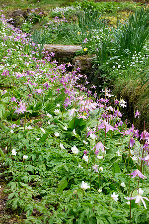 Inverewe Garden, Scotland , Spring