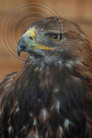 GOLDEN EAGLE